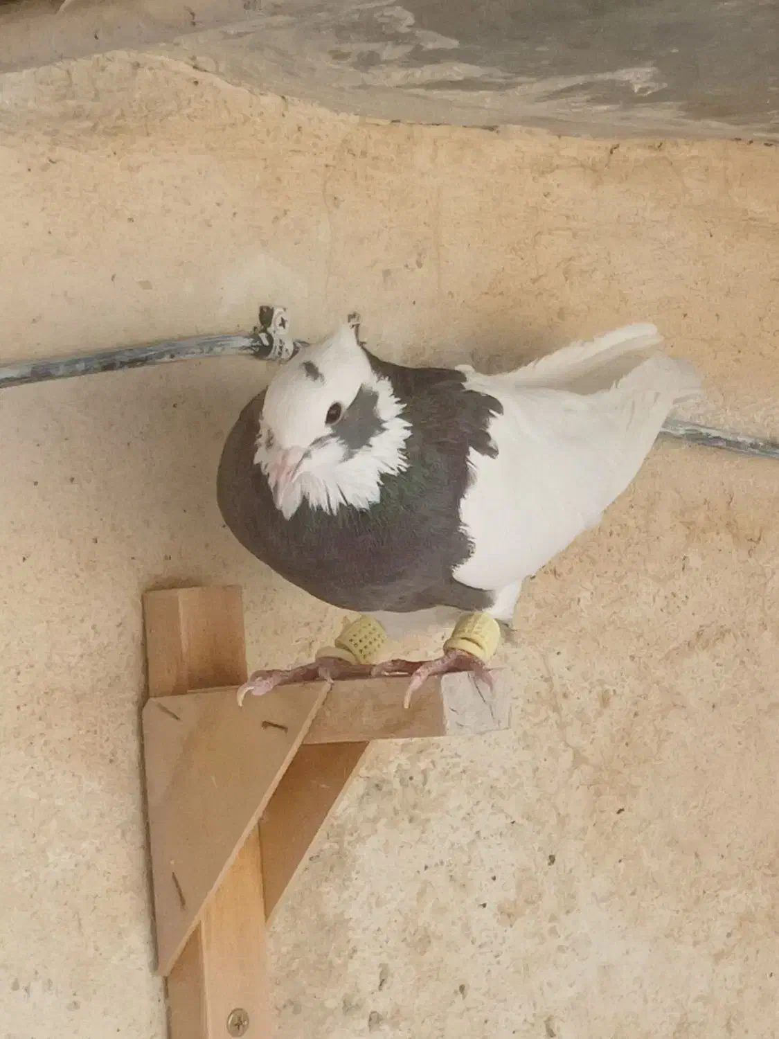 کفتر ماده معاوضه با ماده کله سرخ|پرنده|شیراز, ده پیاله|دیوار