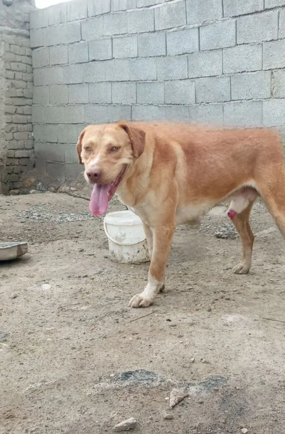 سگ نر گمشده|حیوانات|مانه, |دیوار