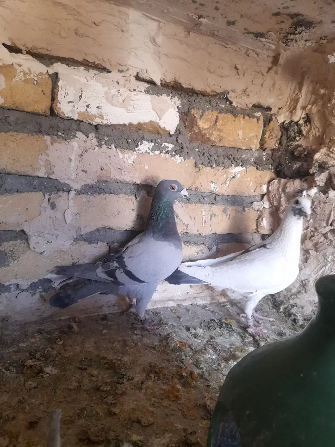 پلنگ کرمونی و سبز خط دار|پرنده|رشتخوار, |دیوار