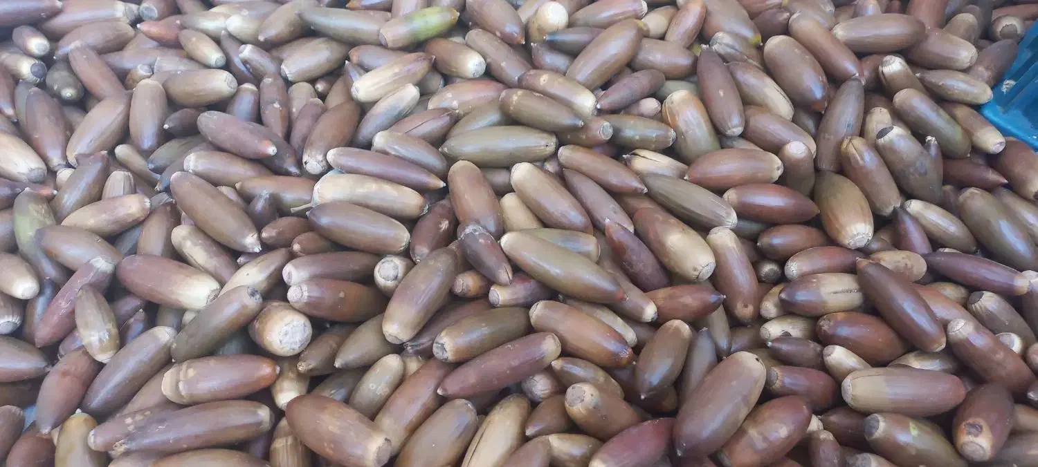 بلوط|خوردنی و آشامیدنی|چوار, |دیوار