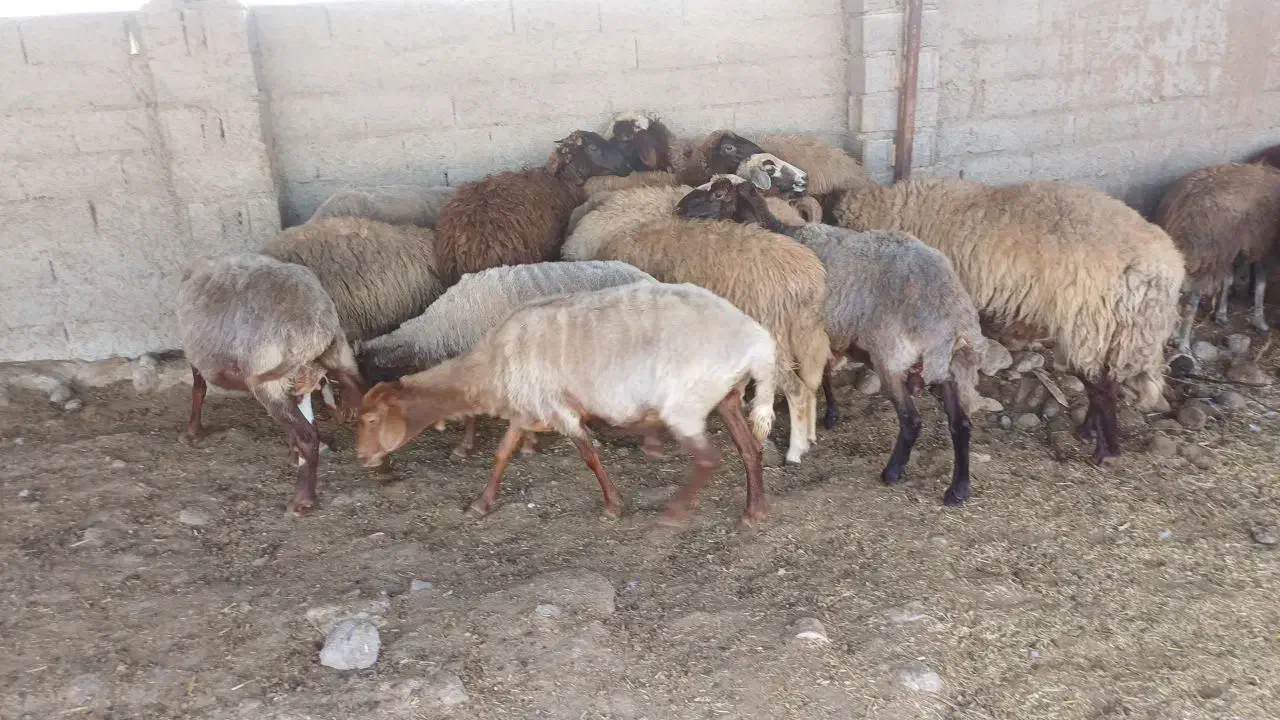 فروش مال داشتی وبره مار|حیوانات مزرعه|ساری, |دیوار