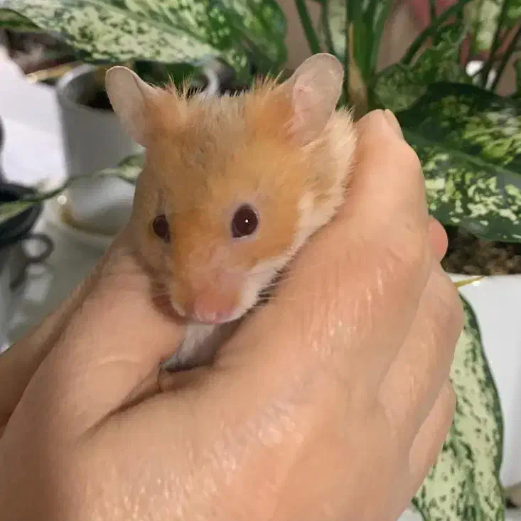 همستر مینجو|موش و خرگوش|بوشهر, |دیوار