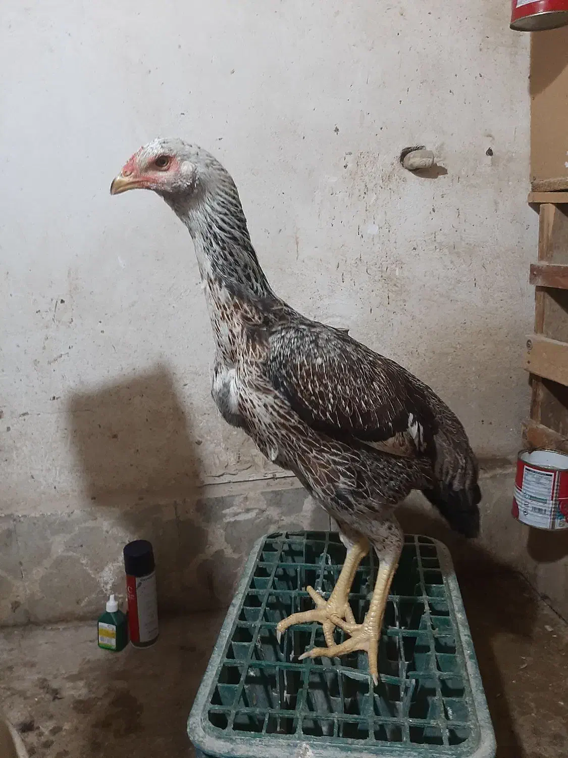 مرغ لاری|حیوانات مزرعه|چهاربرج, |دیوار