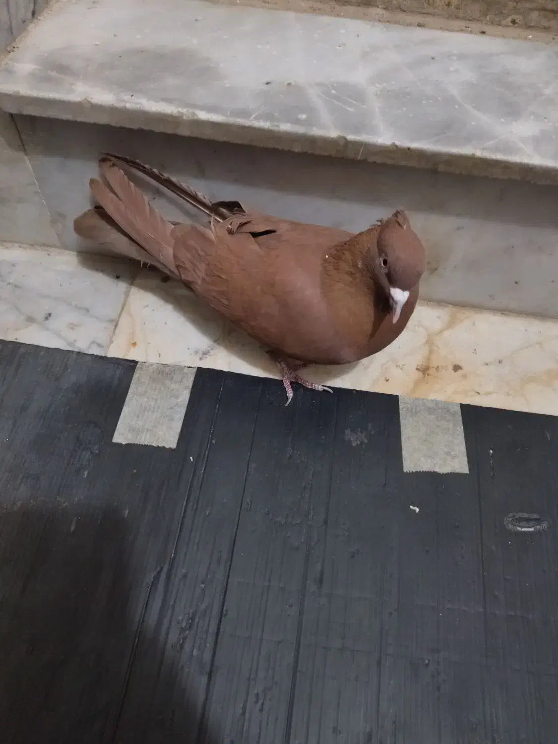 سرخ کالکی نر|پرنده|سبزوار, قصبه شرقی|دیوار