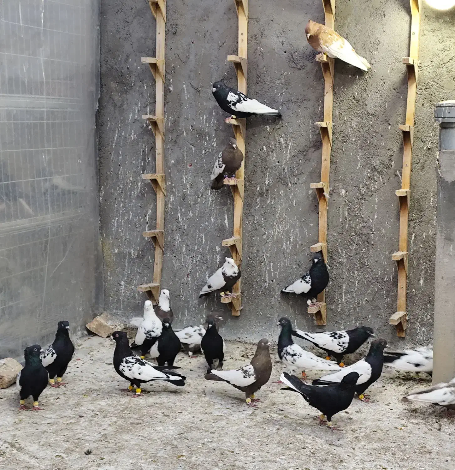 بهبونی رنگی زدخوردی|پرنده|شیراز, انجیر|دیوار