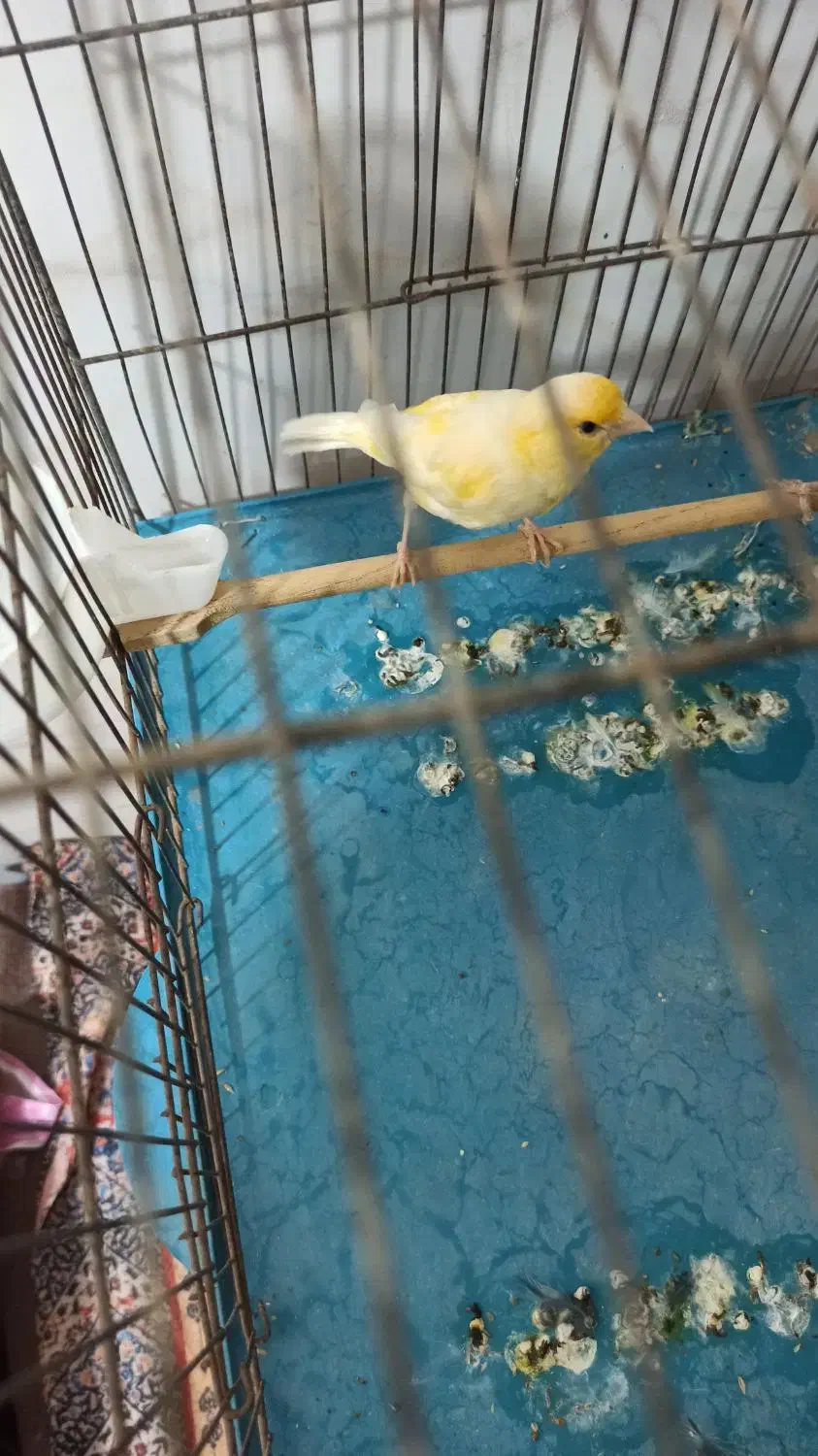 قناری ماده|پرنده|رباط‌کریم, رباط‌کریم|دیوار