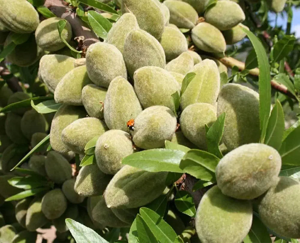 نهال بادام خوشه ای|خدمات باغبانی و درختکاری|تاکستان, |دیوار