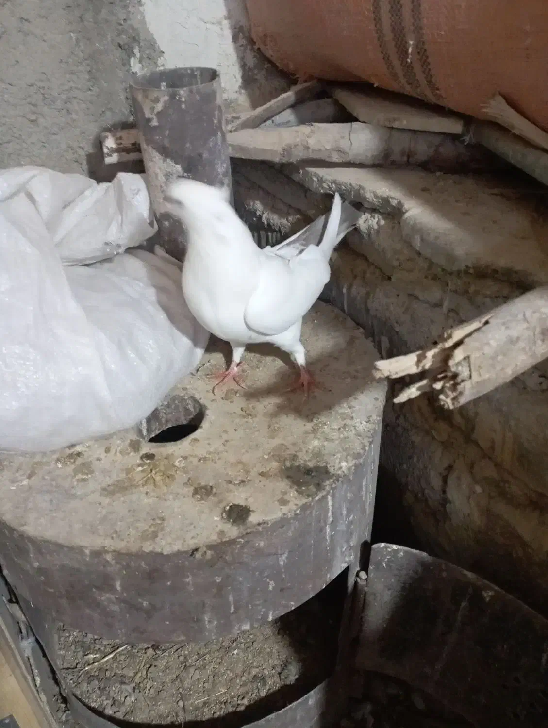 پرنده|پرنده|ملکشاهی, |دیوار