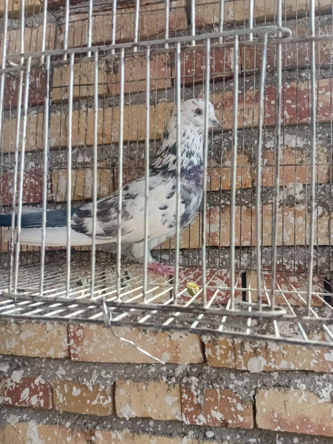 کبوتر|پرنده|صوفیان, |دیوار