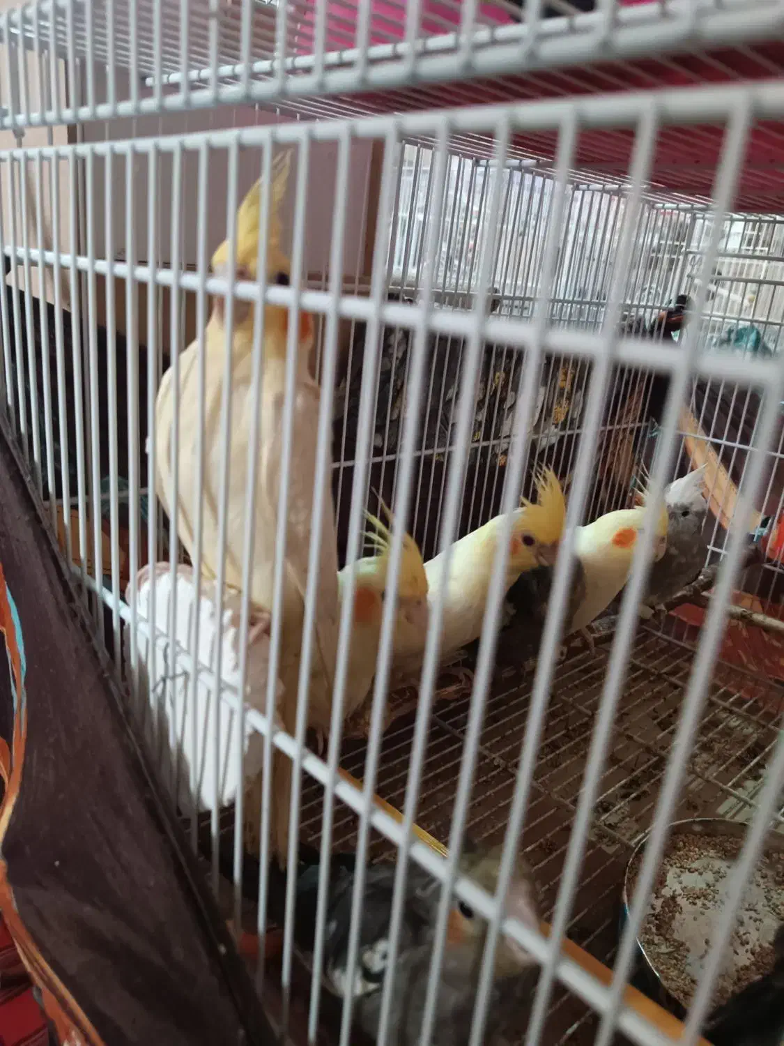 عروس هلندی تازه دون خور|پرنده|اصفهان, برزان|دیوار