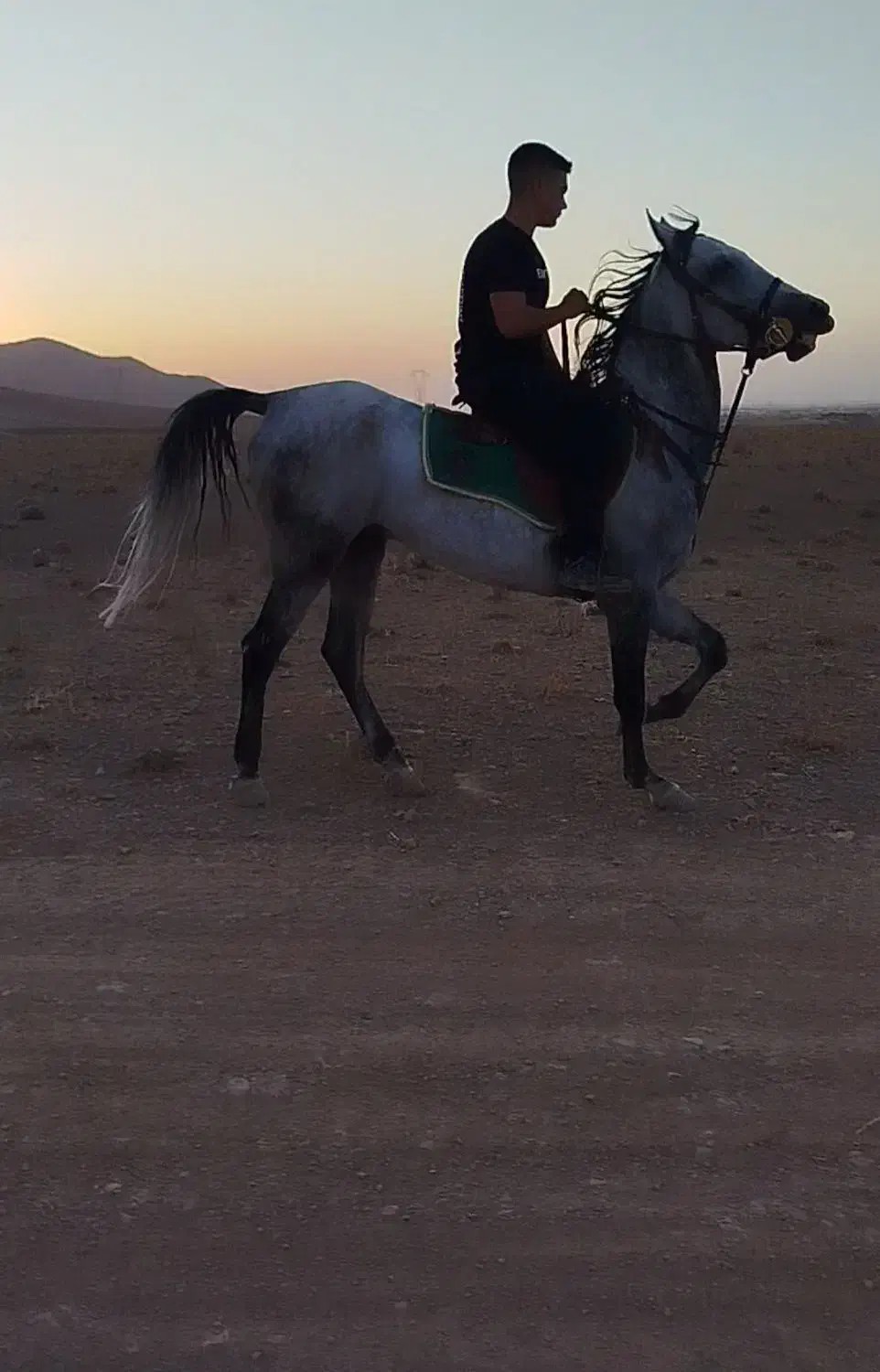 نریان چهار ساله سواری دار|اسب و تجهیزات اسبسواری|اراک, |دیوار