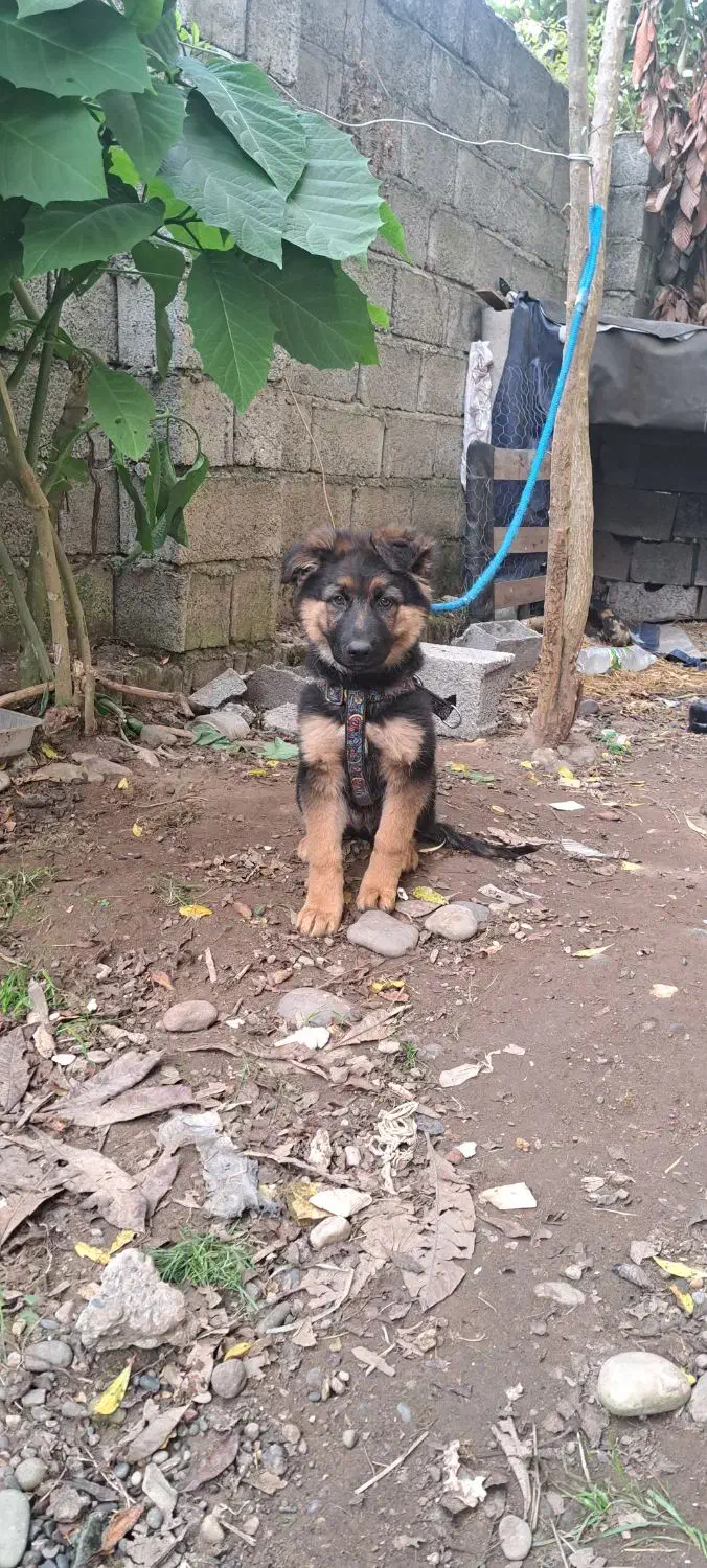 ژرمن شولاین|سگ|آستانه اشرفیه, |دیوار