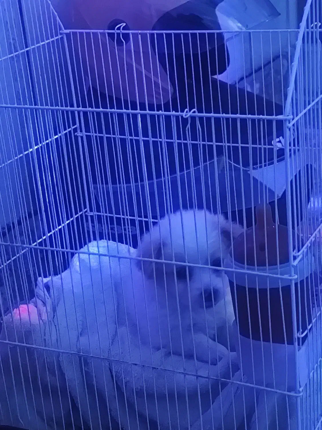 سگ اشپیتز|سگ|مرودشت, ژیان|دیوار