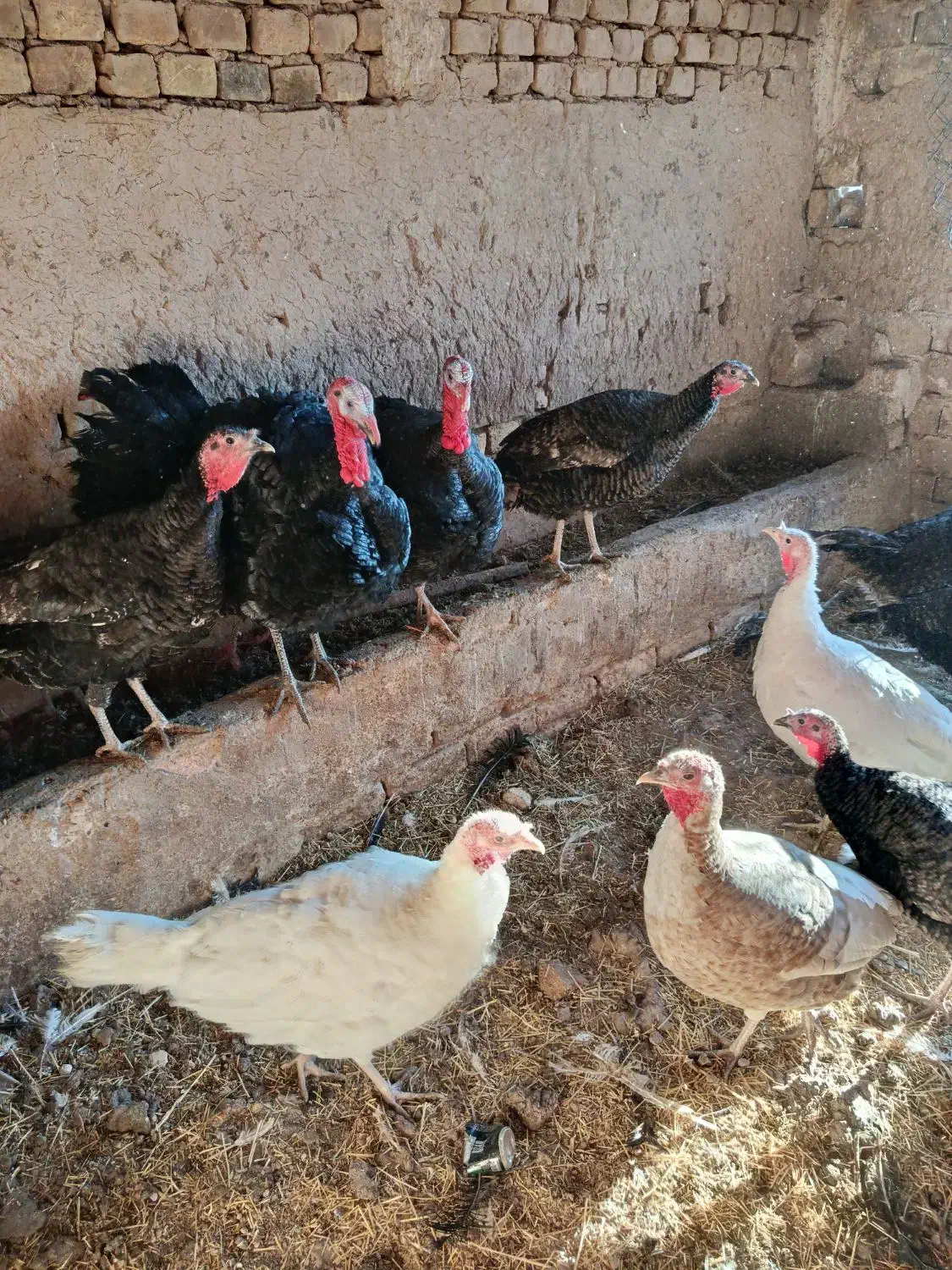 بوقلمون|حیوانات مزرعه|دشتابی, |دیوار