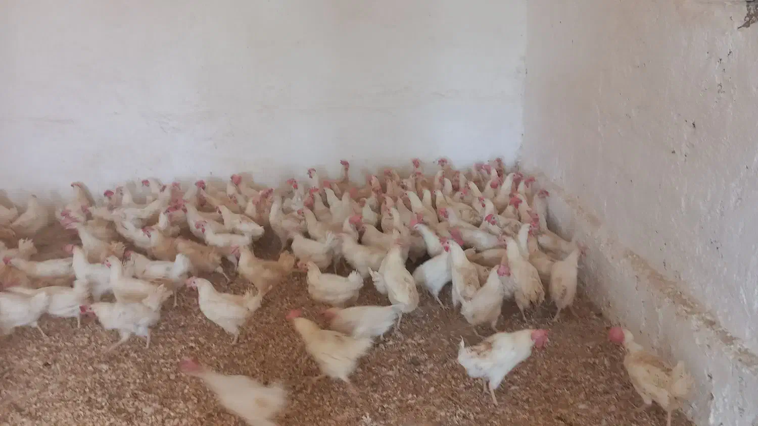 مرغ سفید جوان|حیوانات مزرعه|ارومیه, |دیوار