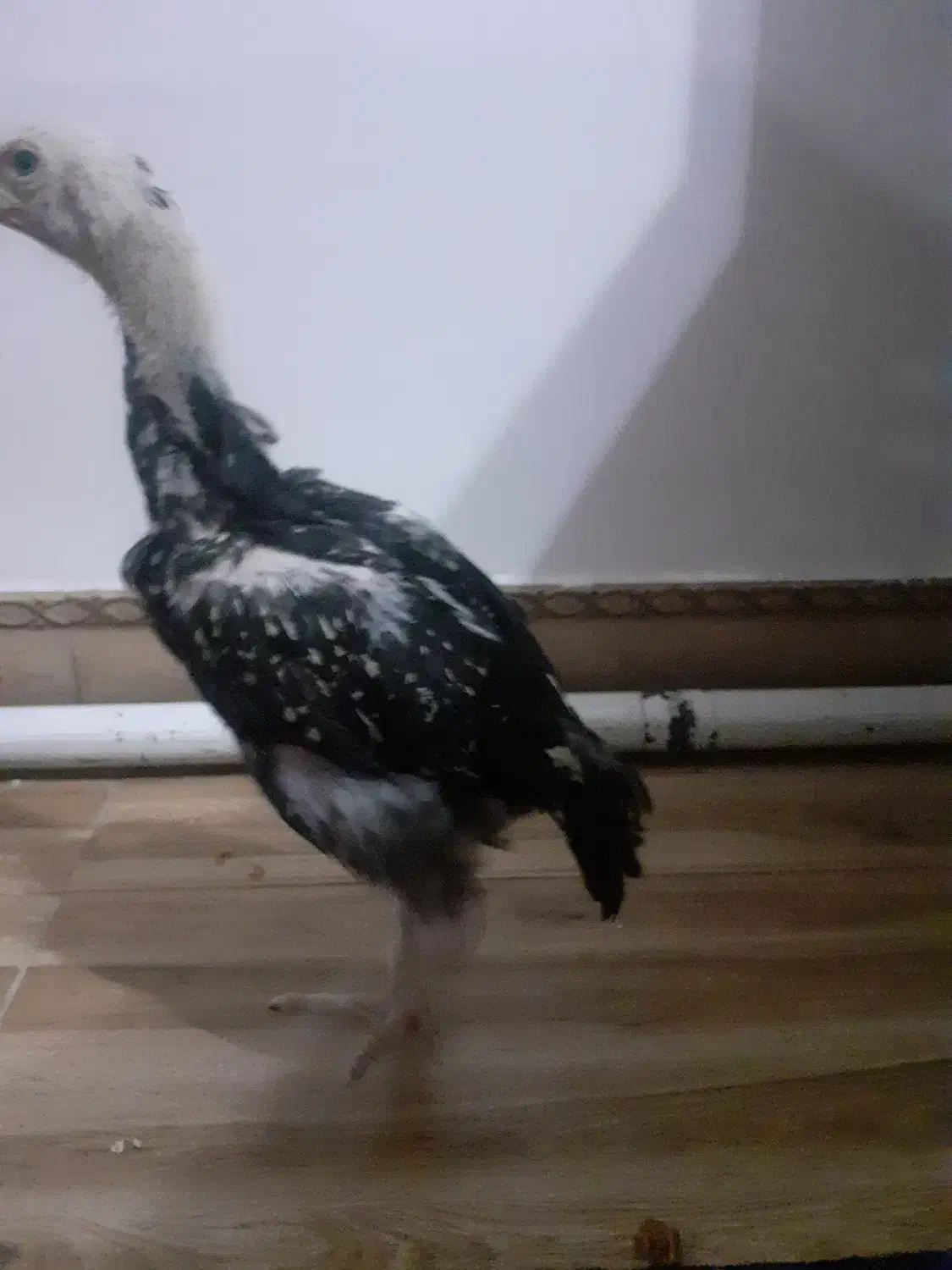 اوشامو لاری جوجه(مراغه)|حیوانات مزرعه|تبریز, |دیوار