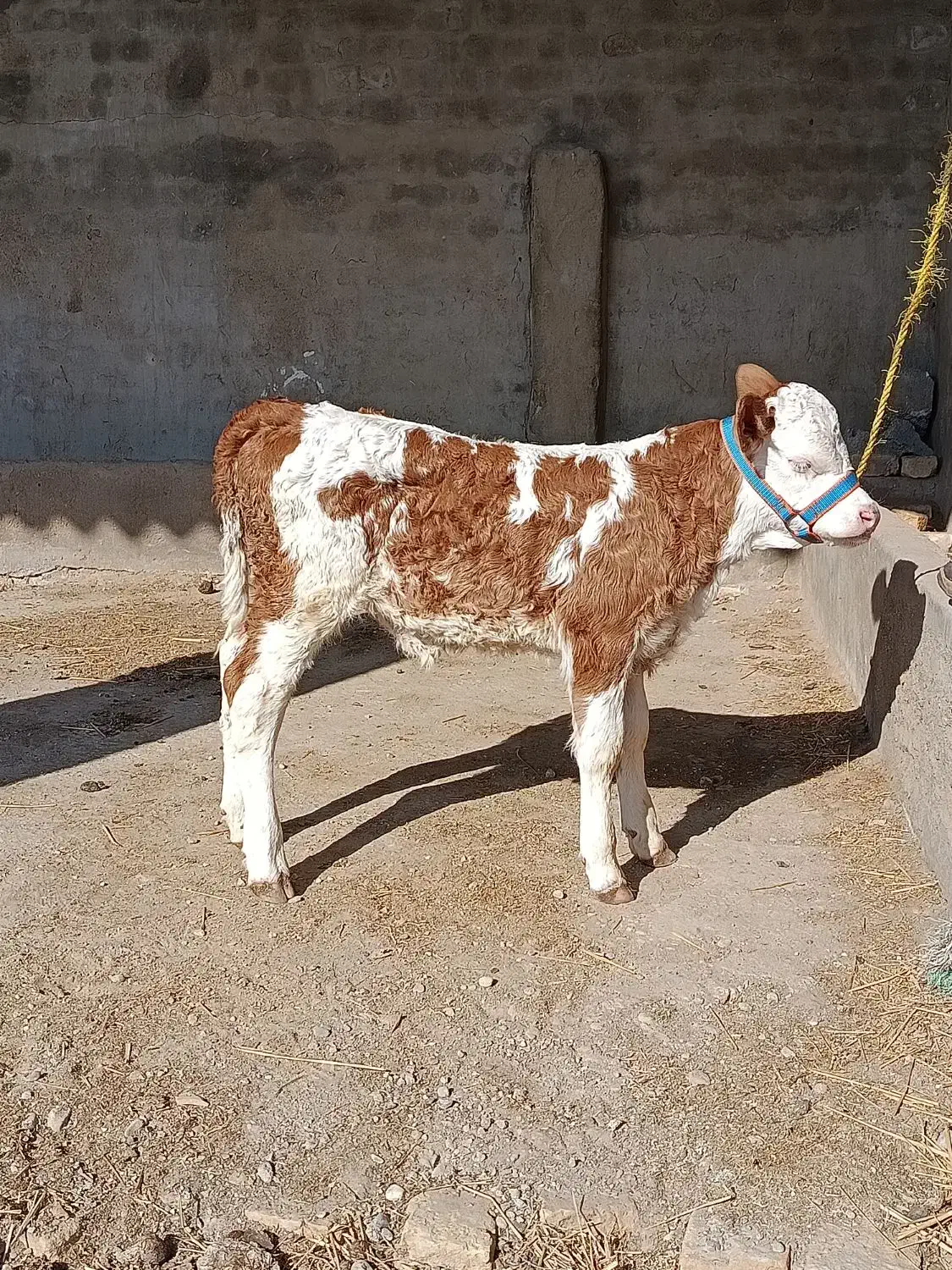 گوساله ماده سیمینتال شرابی جنس اصیل|حیوانات مزرعه|گنبد کاووس, |دیوار