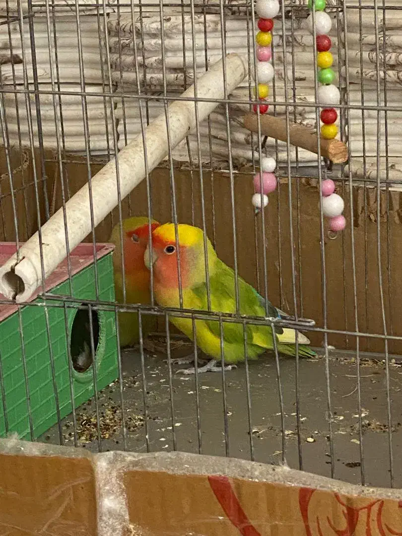 طوطی برزیلی|پرنده|نوشین شهر, |دیوار