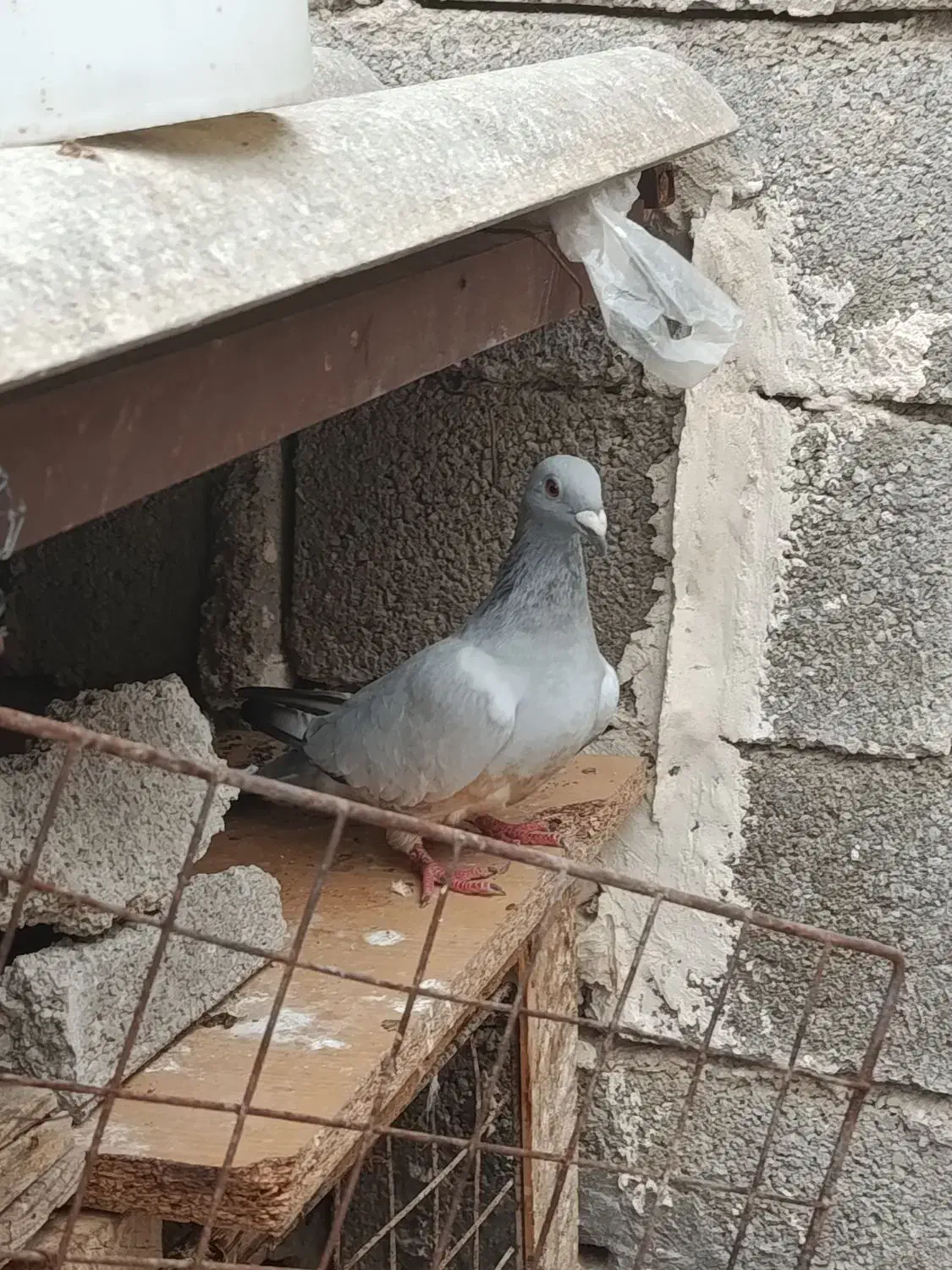 کبوتر|پرنده|برازجان, |دیوار