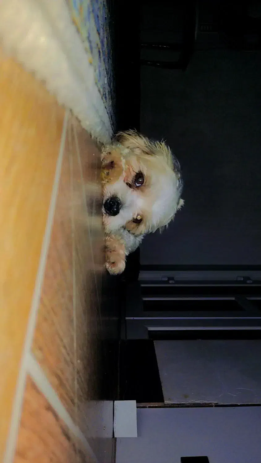 شیتزو کراس عروسکی|سگ|گنبد کاووس, |دیوار