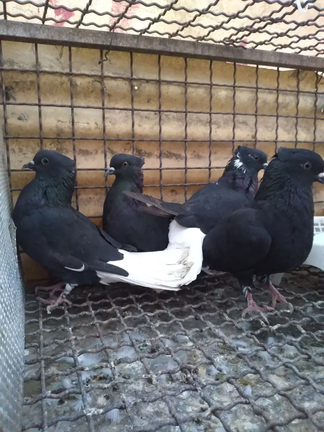 کبوتر اشعل|پرنده|اهواز, کوی مهدیس|دیوار