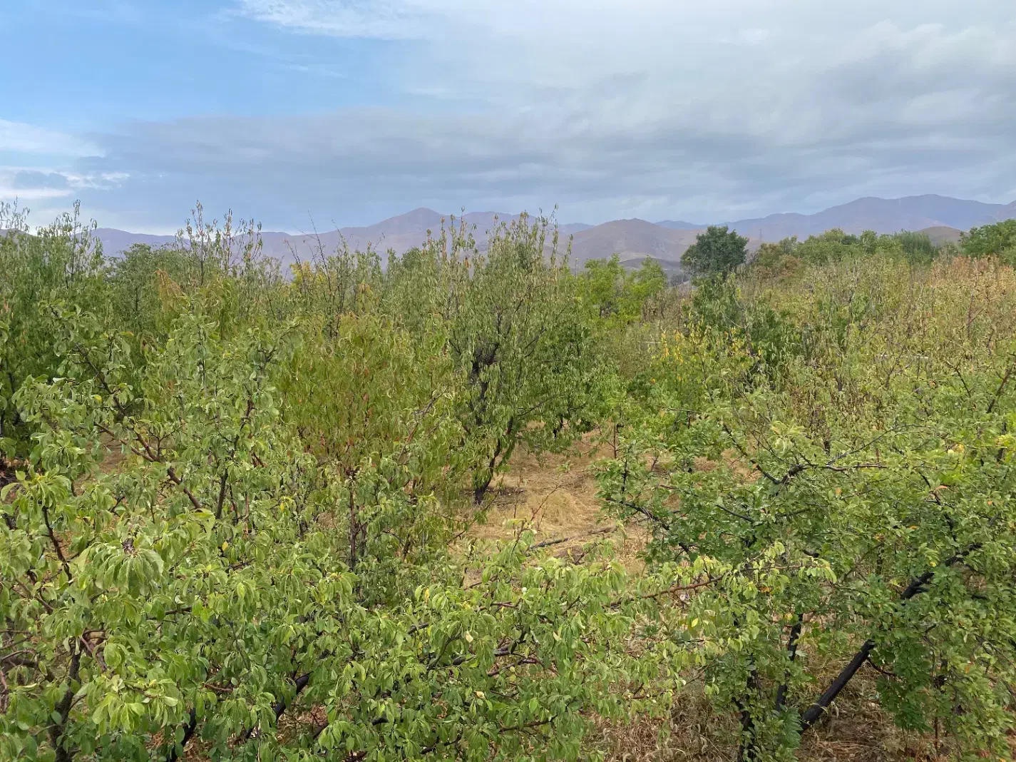 فروش باغ میوه در فشند|فروش زمین و ملک کلنگی|هشتگرد, فشند|دیوار