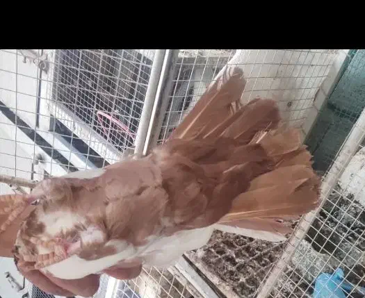 دم سرخ،، سینه زرد|پرنده|شهرضا, |دیوار