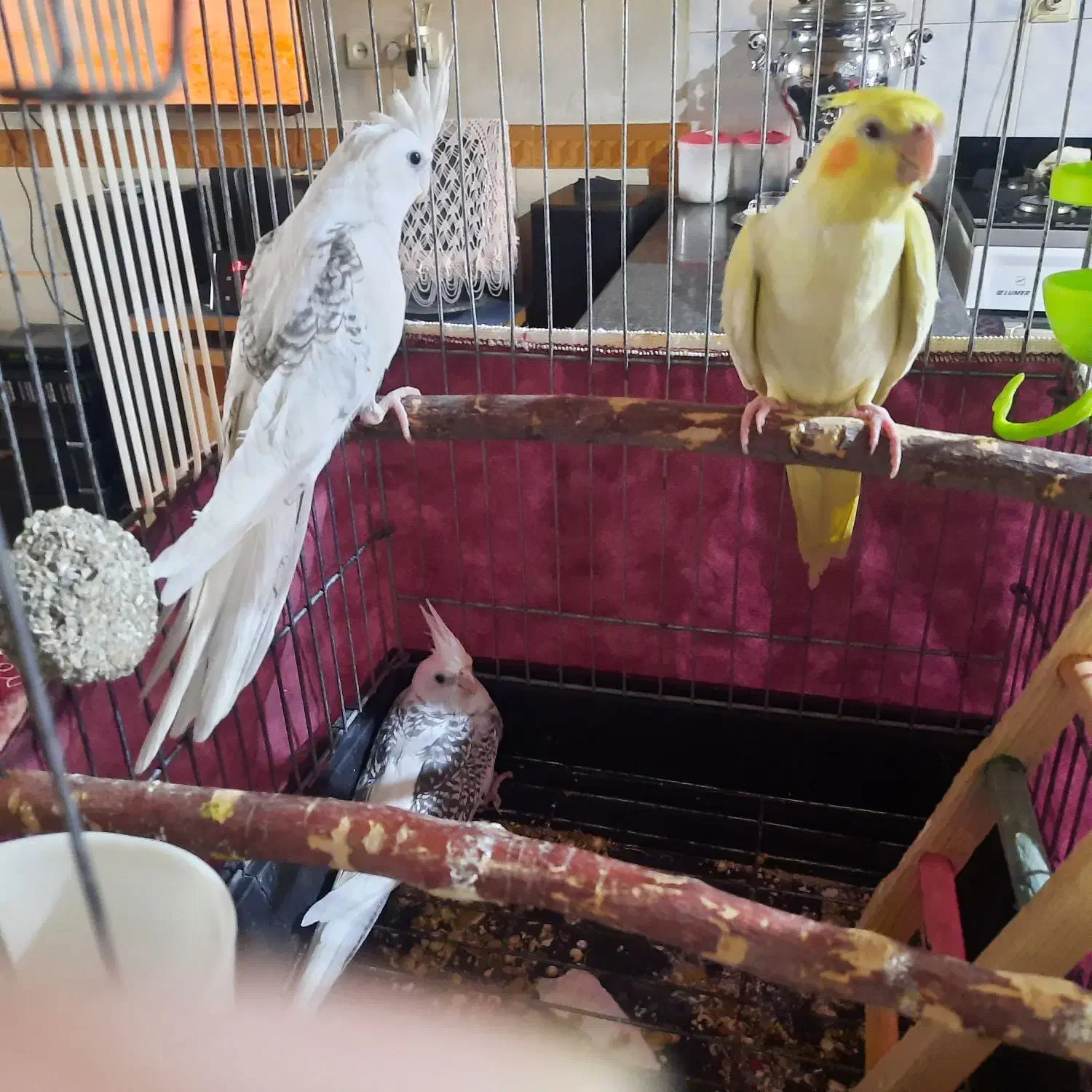 عروس هلندی لطفا آگهی بخونید|پرنده|بوئین زهرا, |دیوار