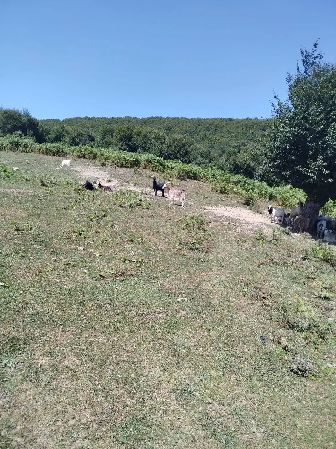 بز نر وماده|حیوانات مزرعه|دیلمان, |دیوار