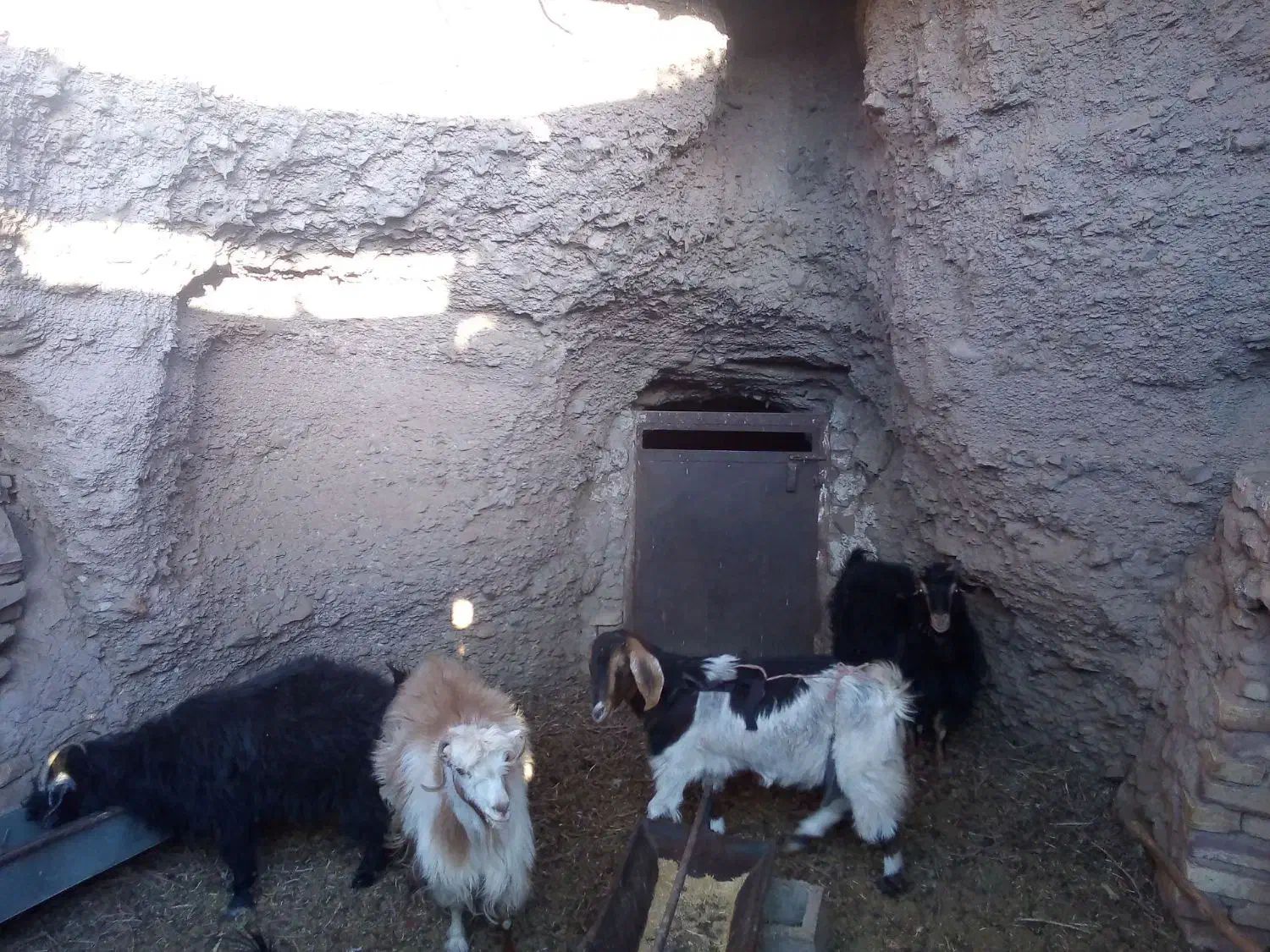 بز چاق فروشی|حیوانات مزرعه|بیرجند, |دیوار