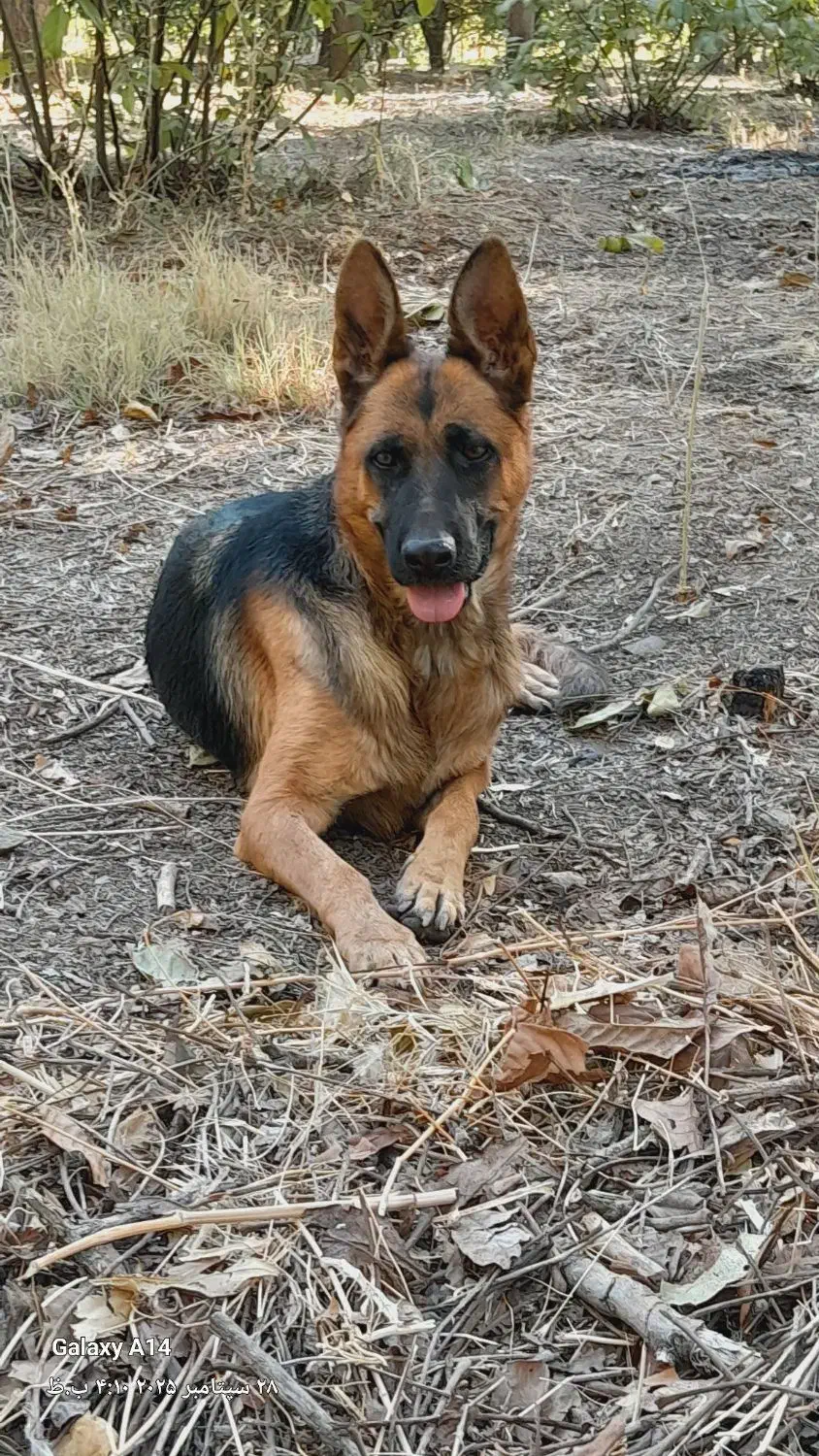 سگ ژرمن شپرت ماده|سگ|کنگاور, |دیوار