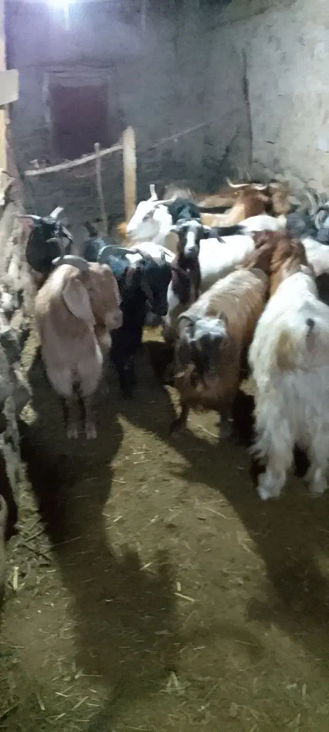 بز ماده|حیوانات مزرعه|گرمی, |دیوار