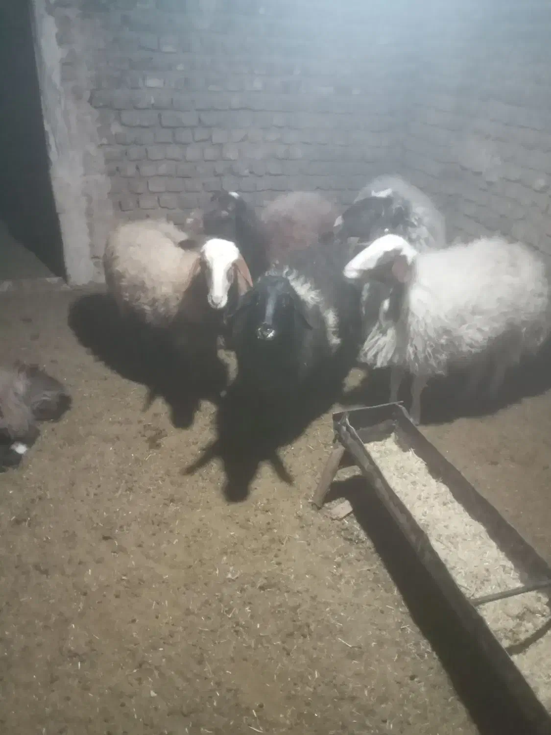 چهار عدد میش اوستن مناسب برای داشتی|حیوانات مزرعه|فردوس (خراسان), |دیوار