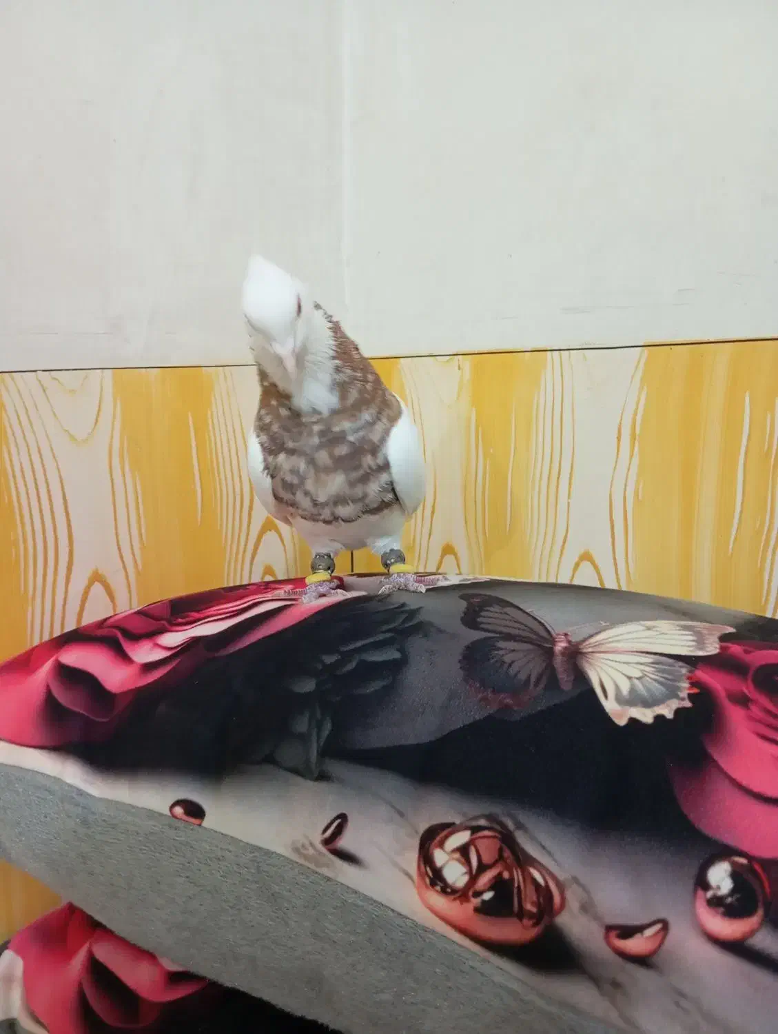 طوقی نر|پرنده|آبپخش, |دیوار