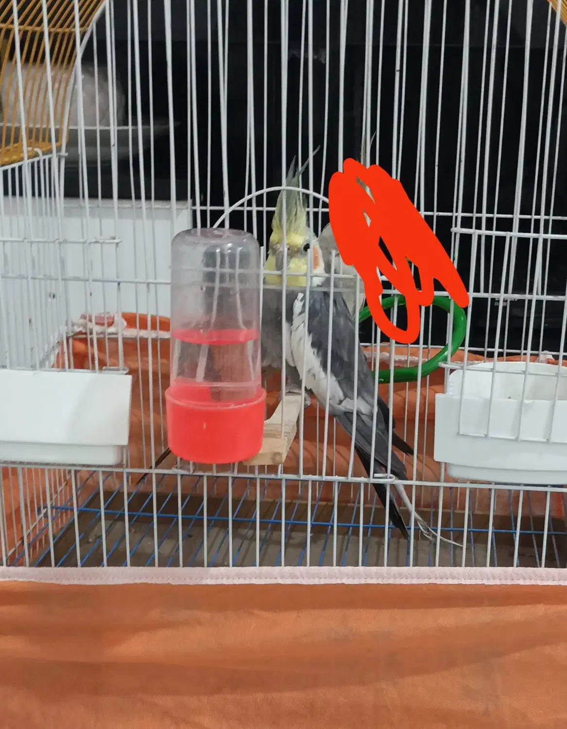 عروس هلندی|پرنده|کردکوی, |دیوار