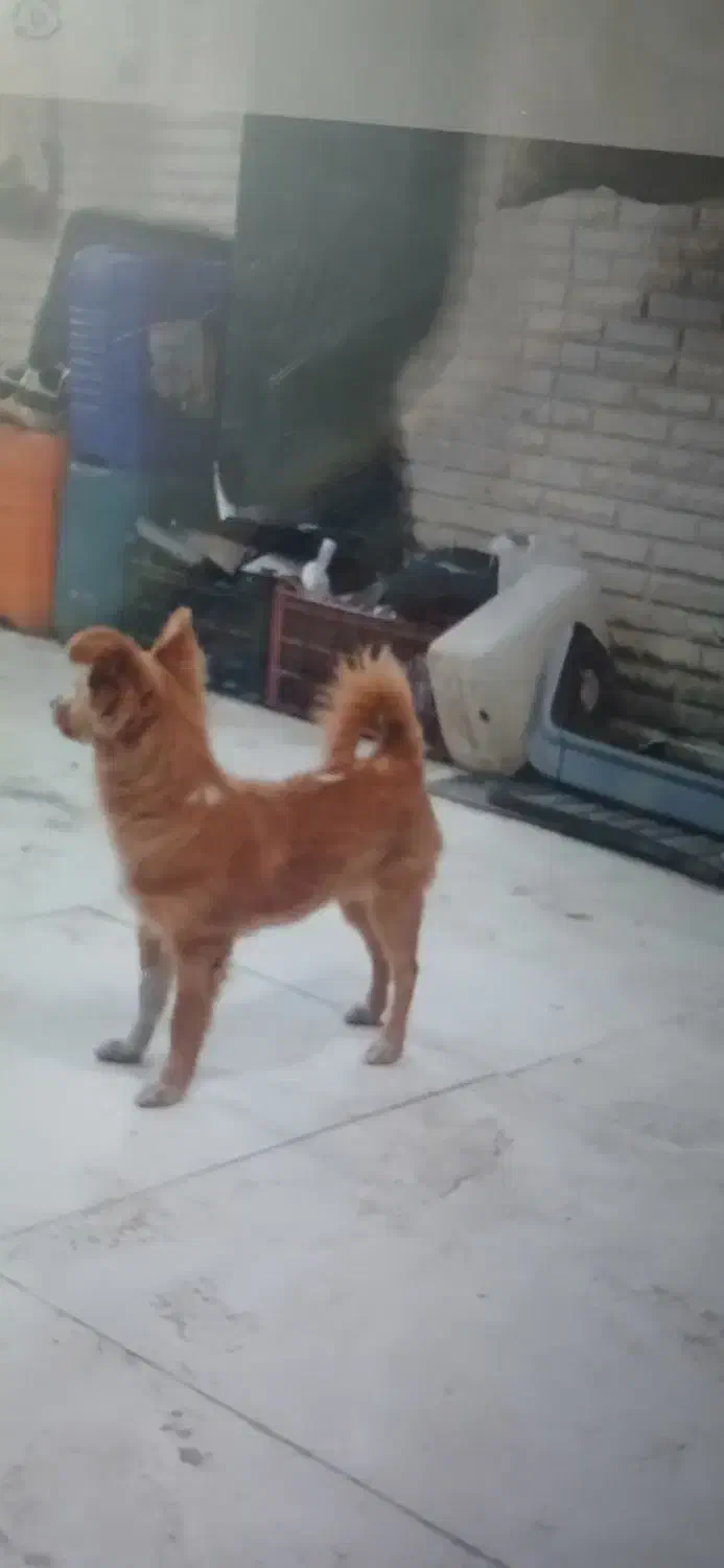 واگذاری سگ|سگ|کرج, کیانمهر|دیوار