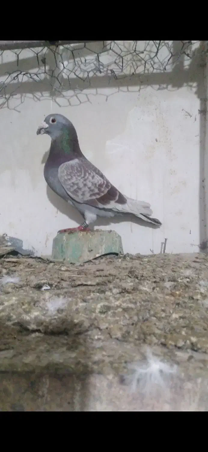 کبوتر ها اردبیل هستن|پرنده|کرج, فاز ۴ مهرشهر|دیوار