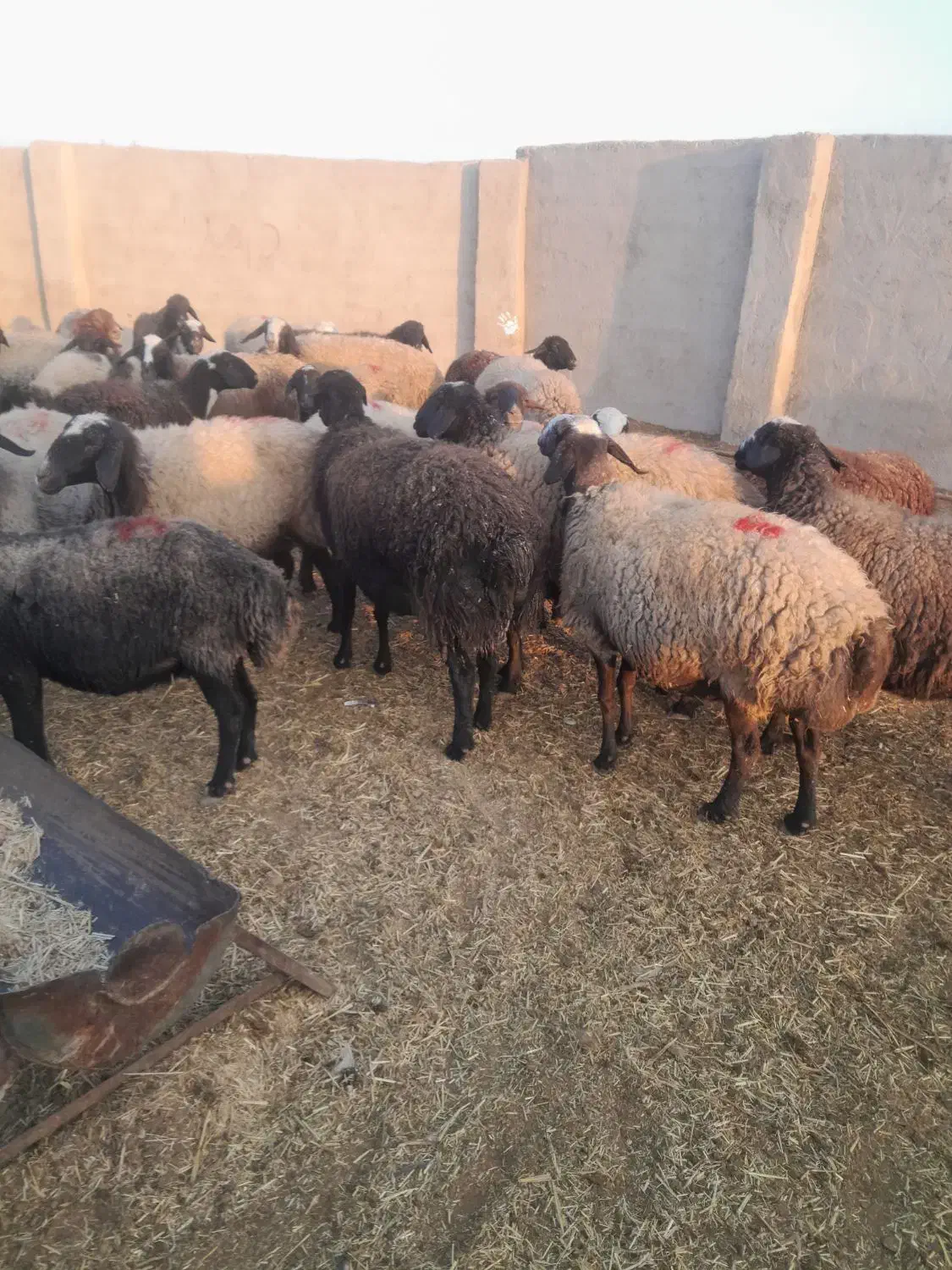 ۳۰راس میش چالی|حیوانات مزرعه|پیشوا, |دیوار