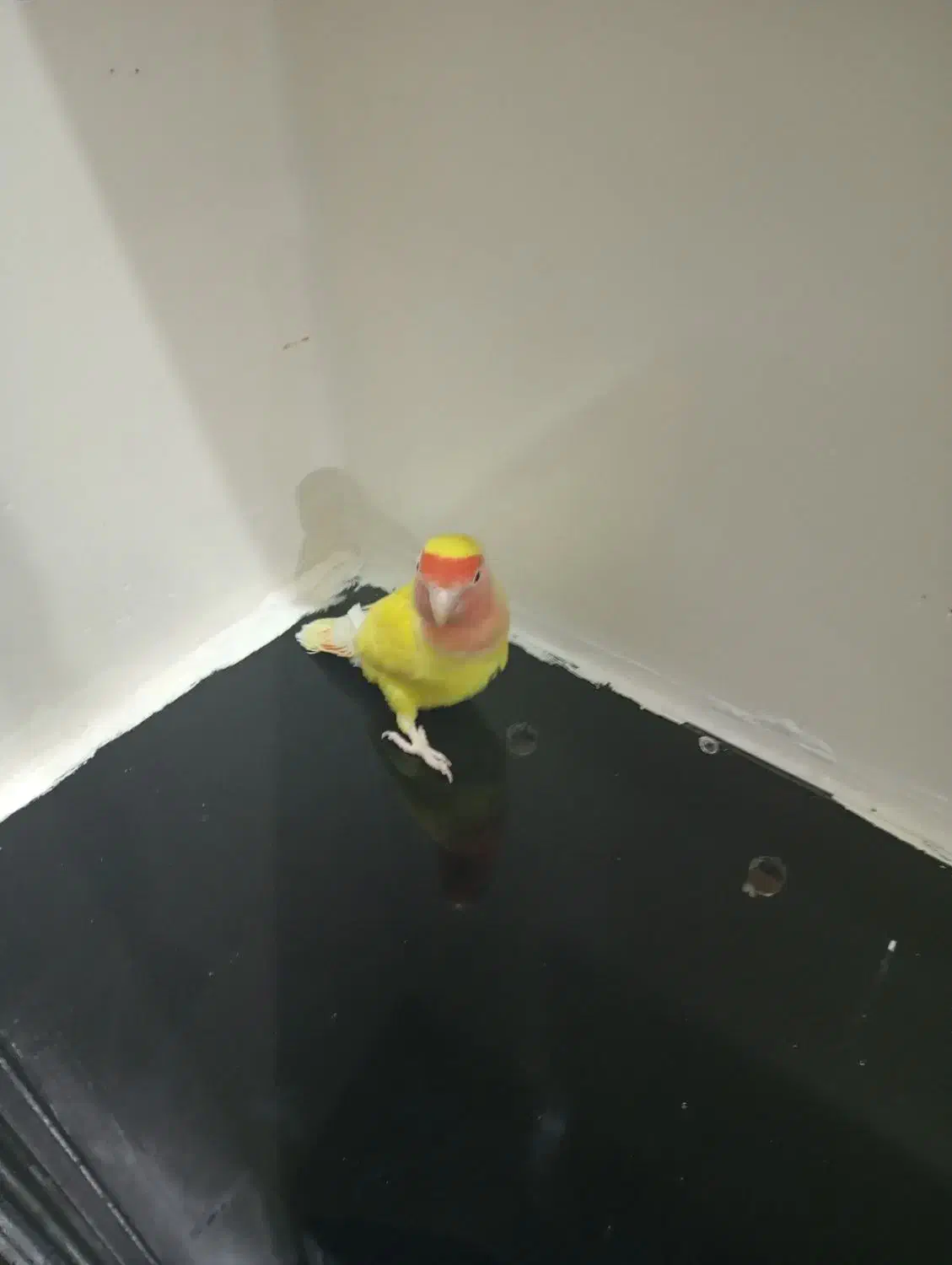 طوطی برزیلی|پرنده|شیراز, شهرک امام حسن|دیوار