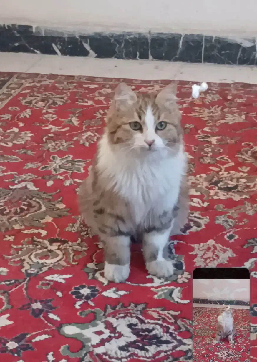 فروش گربه|گربه|اندیشه, اندیشه فاز ۱|دیوار