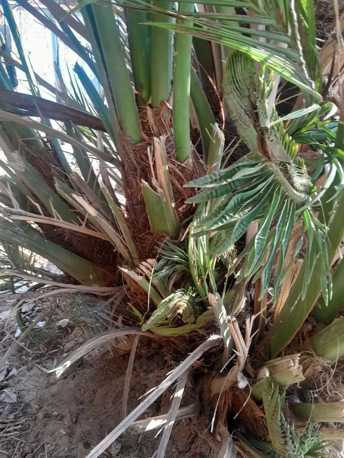 شادگان روستای دریسیه|گل و گیاه طبیعی|شادگان, |دیوار