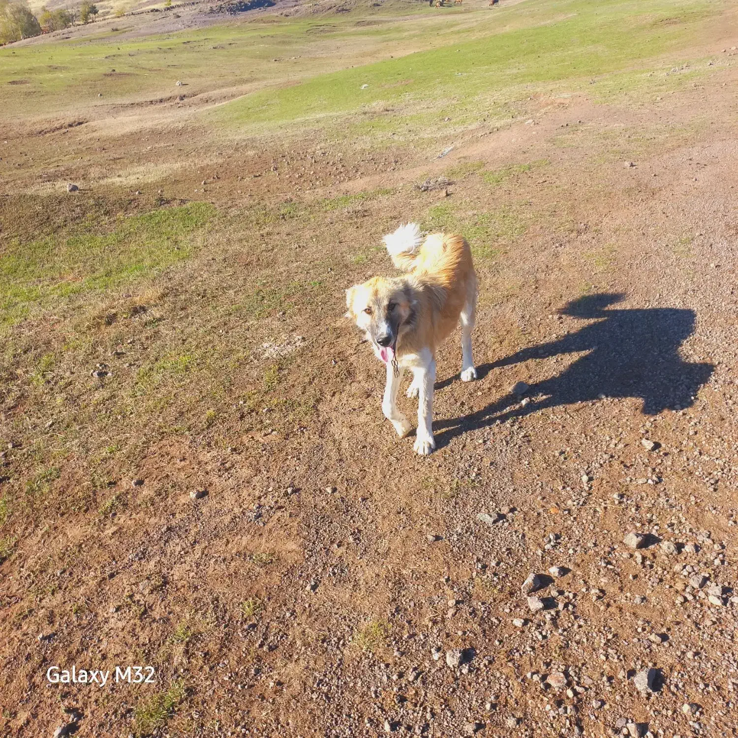 سگماده۹ماهه|سگ|ثمرین, |دیوار