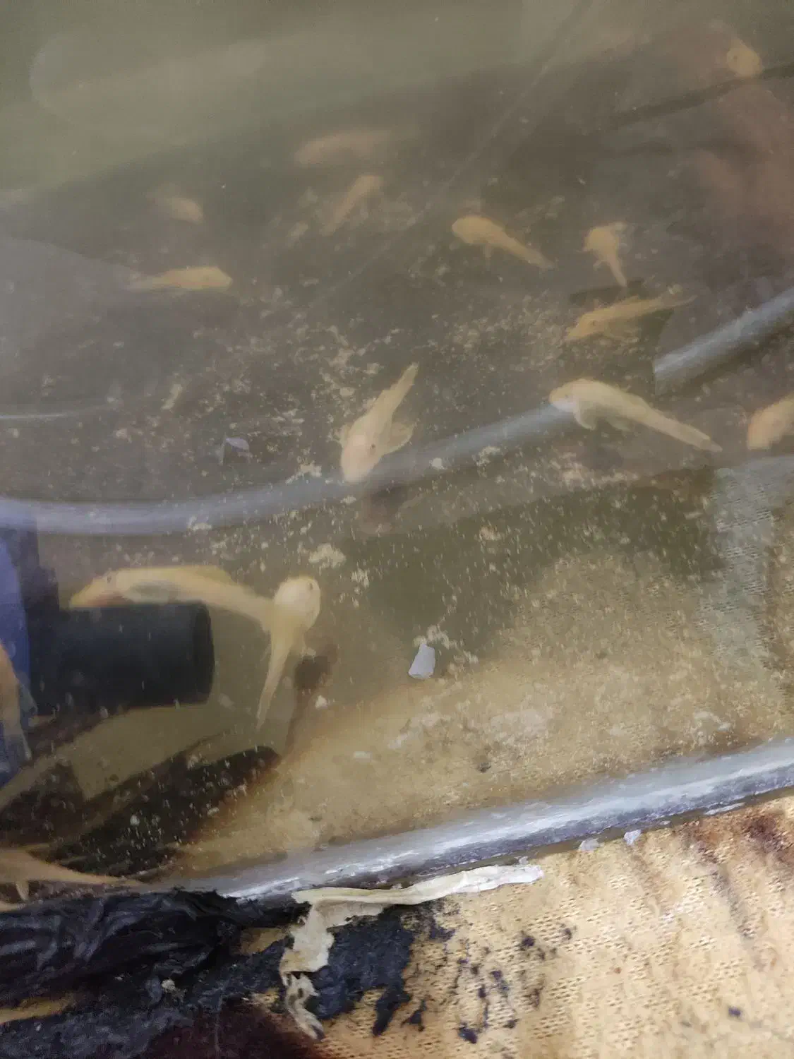 کت پوزه‌ بوته ای بلو آیز.لجنخوار پوزه بوته ای|ماهی|مشهد, حجت|دیوار