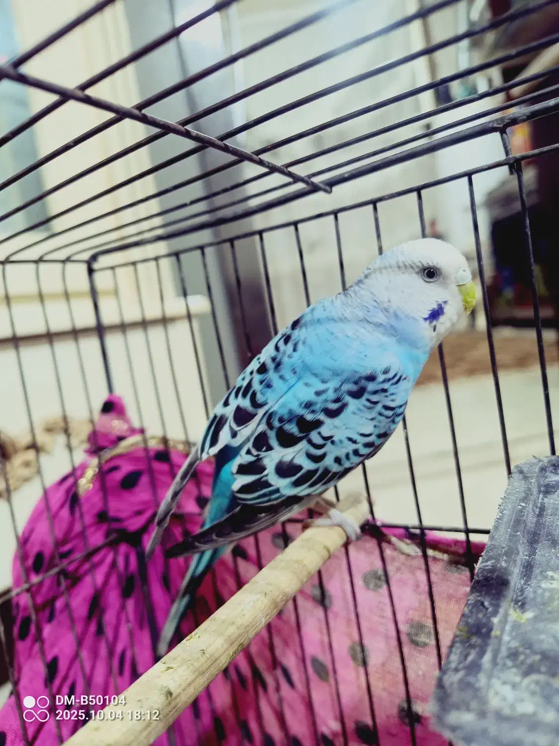 مرغ عشق نر جون|پرنده|بومهن, |دیوار