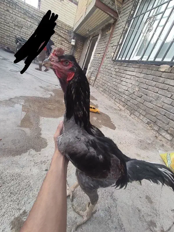 خروس لاری|حیوانات مزرعه|نورآباد, |دیوار