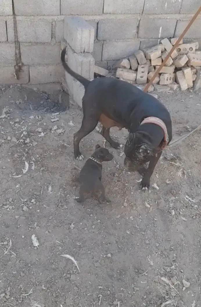 پیت بول پیتبول|سگ|مشهد, همت آباد|دیوار