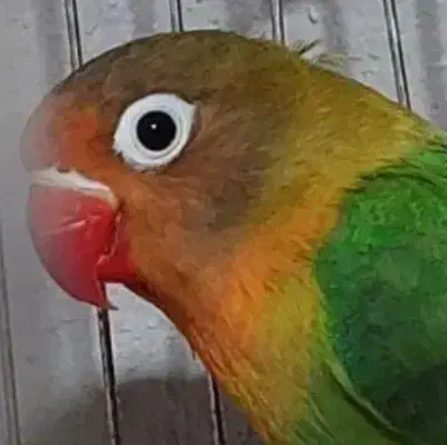 کتوله برزیلی گمشده|حیوانات|سیرجان, |دیوار