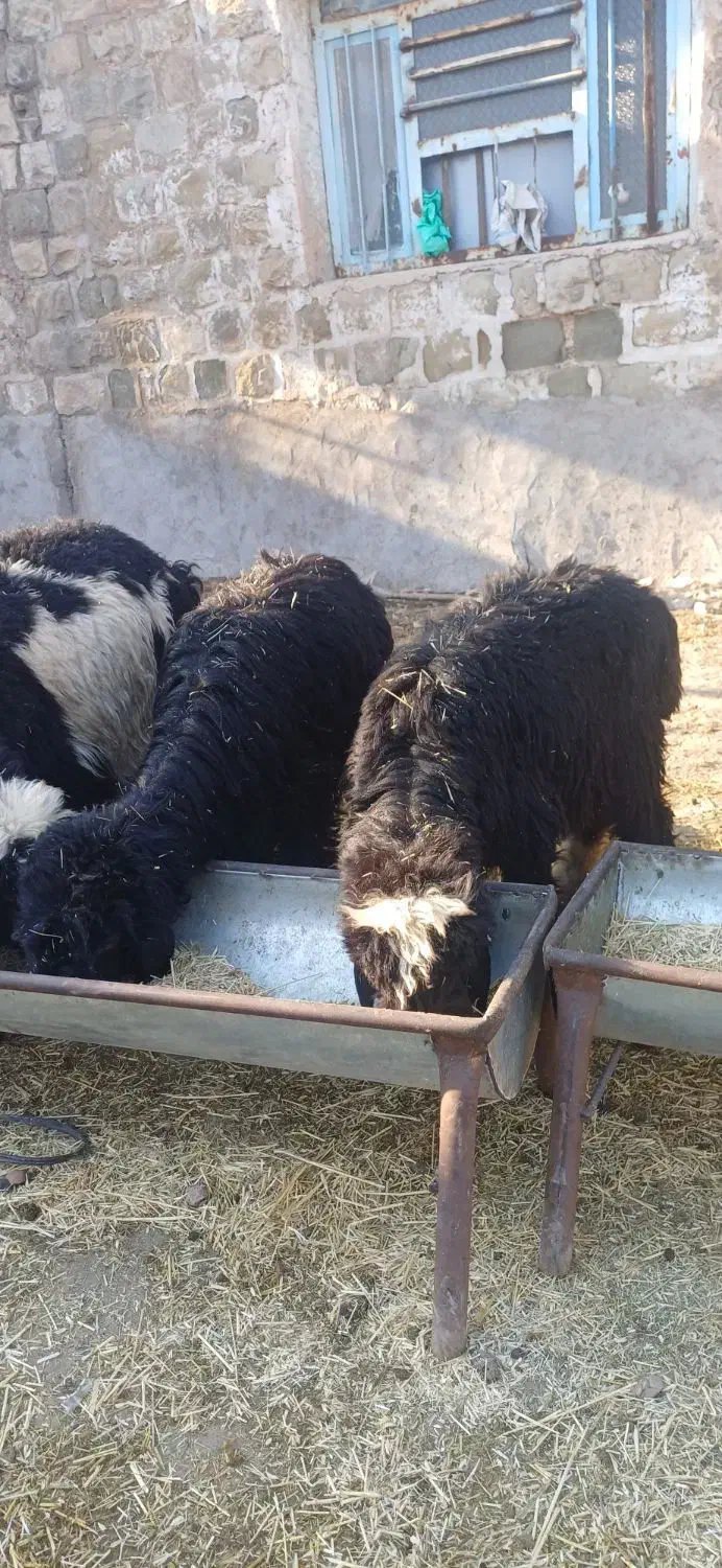 بره|حیوانات مزرعه|مسجد سلیمان, |دیوار