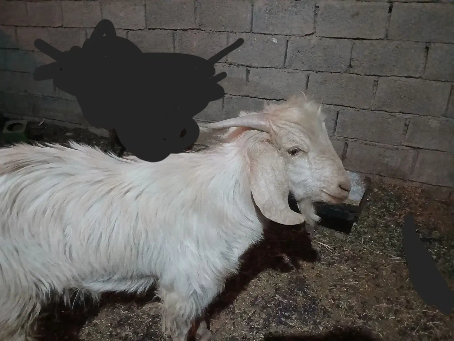 بز نر|حیوانات مزرعه|قائن, |دیوار