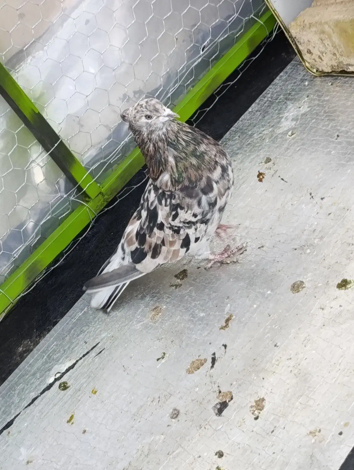 سرور هفت رنگ|پرنده|قم, شهرک مهدیه (مدرس)|دیوار